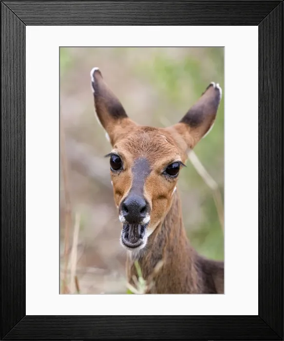 Framed Print : Bush buck / Bushbuck - with mouth open Framed Print : Bush buck / Bushbuck - with mouth open