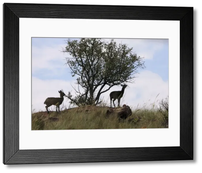 Framed Print : Klipspringer - feeding at tree Framed Print : Klipspringer - feeding at tree