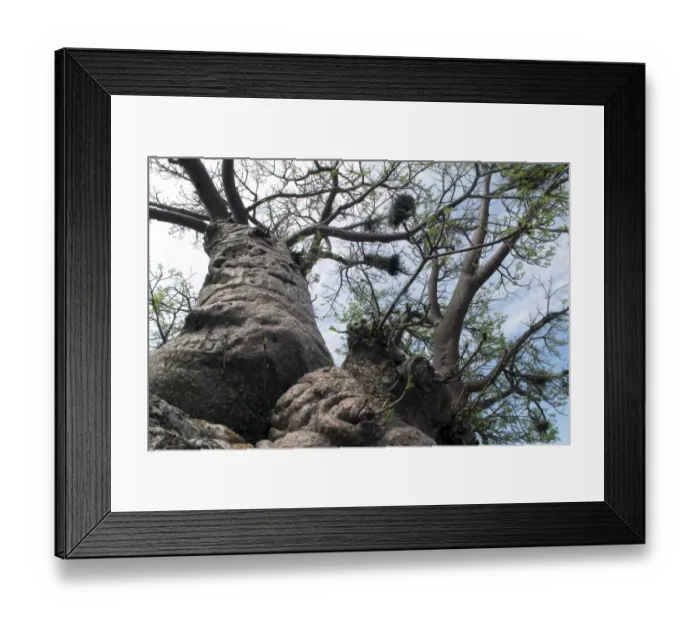 Framed Print : Boab / Baobab Tree Framed Print : Boab / Baobab Tree
