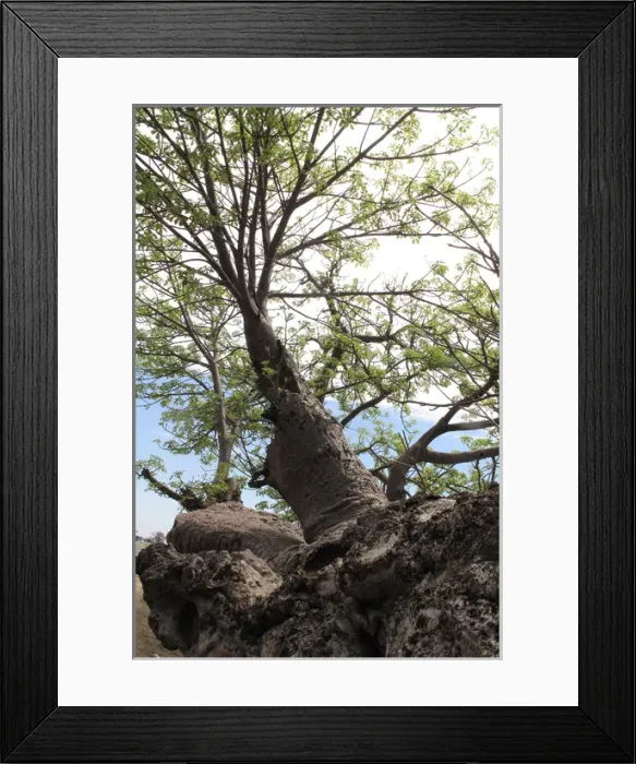 Framed Print : Boab / Baobab Tree Framed Print : Boab / Baobab Tree