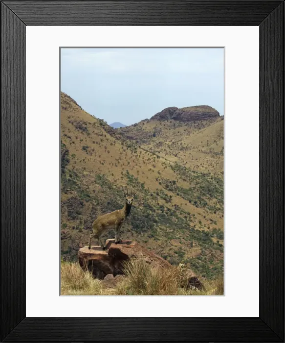 Framed Print : Klipspringer - stand on the tips of their hooves Framed Print : Klipspringer - stand on the tips of their hooves