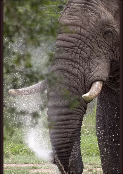 African Bush  /  African Savanna Elephant - spraying