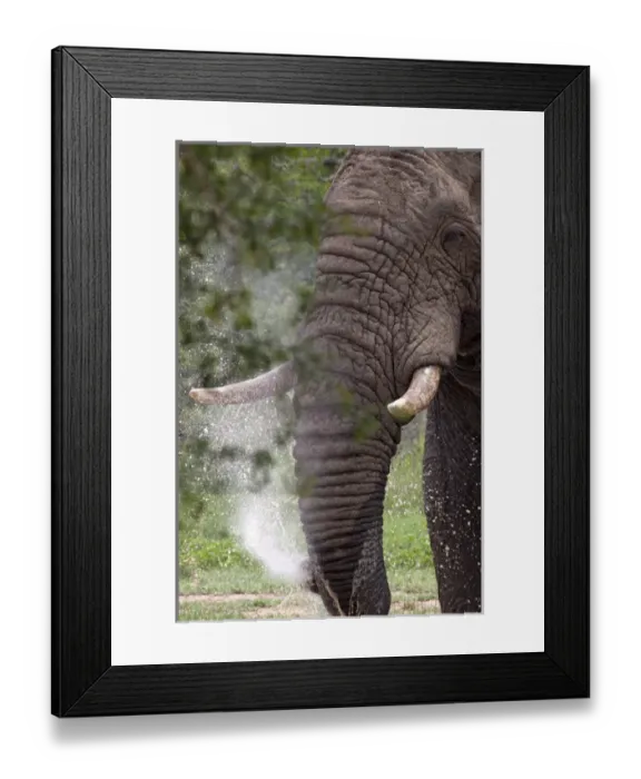 Framed Print : African Bush / African Savanna Elephant - spraying Framed Print : African Bush / African Savanna Elephant - spraying