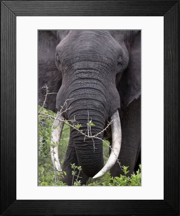 Framed Print : African Bush / African Savanna Elephant - in the bush Framed Print : African Bush / African Savanna Elephant - in the bush