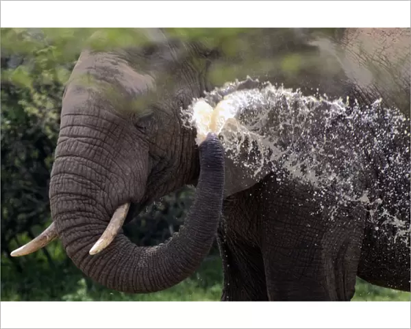 African Bush  /  African Savanna Elephant - spraying