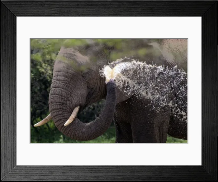 Framed Print : African Bush / African Savanna Elephant - spraying Framed Print : African Bush / African Savanna Elephant - spraying