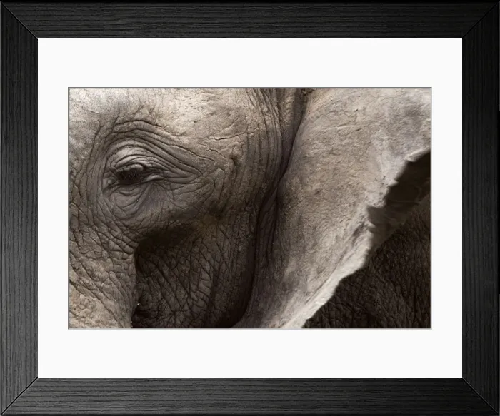 Framed Print : African Bush / African Savanna Elephant Framed Print : African Bush / African Savanna Elephant