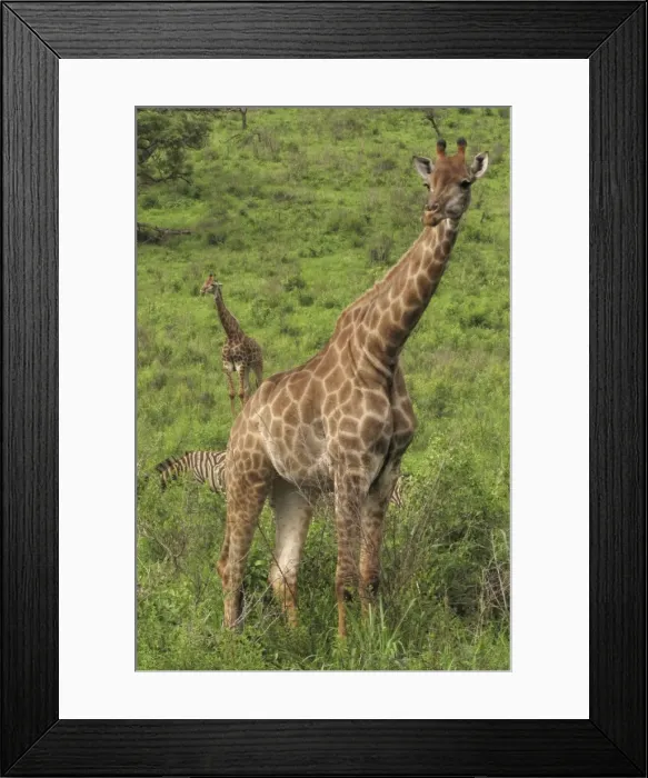 Framed Print : Giraffes - with Zebras Framed Print : Giraffes - with Zebras