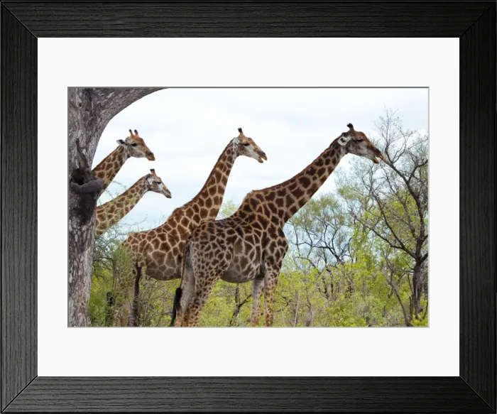 Framed Print : Giraffe - group Framed Print : Giraffe - group