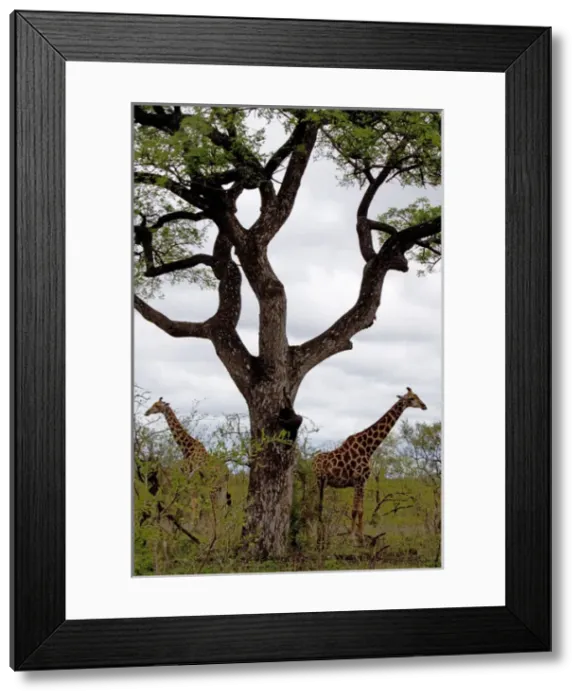 Framed Print : Giraffe - group Framed Print : Giraffe - group