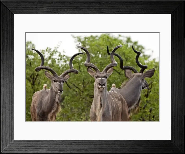 Framed Print : Kudu - males (males are seen with females only Framed Print : Kudu - males (males are seen with females only