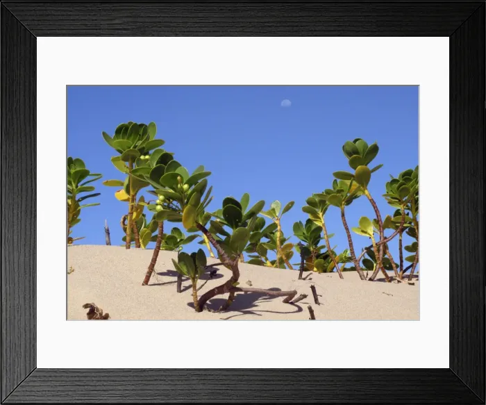 Framed Print : Mangroves - growing in the sand Framed Print : Mangroves - growing in the sand