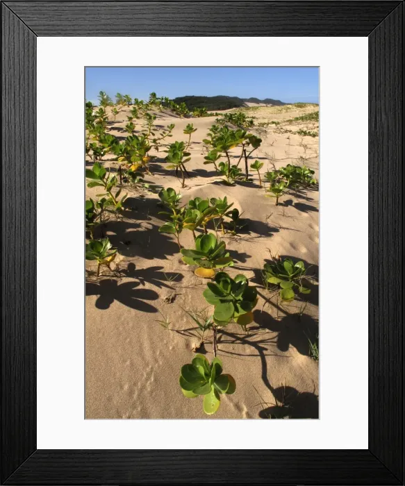 Framed Print : Mangroves - growing in the sand Framed Print : Mangroves - growing in the sand