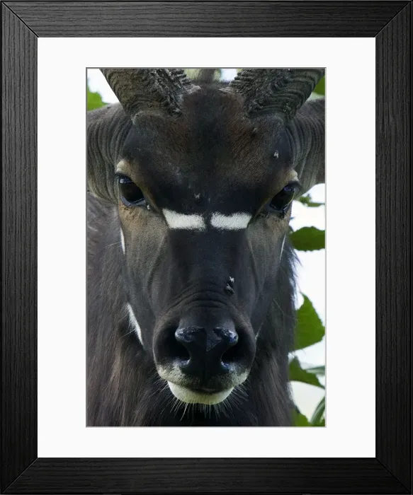 Framed Print : Nyala (Nyala angasii). Southern Africa Framed Print : Nyala (Nyala angasii). Southern Africa