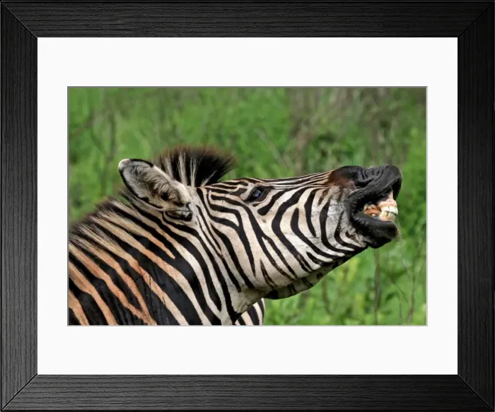 Framed Print : Burchells / Plains / Common Zebra Framed Print : Burchells / Plains / Common Zebra