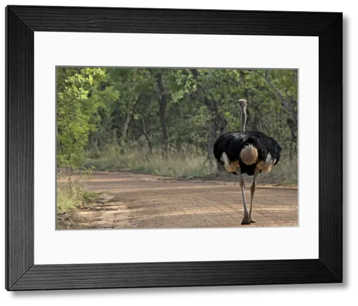 Framed Print : Ostrich - walking on road Framed Print : Ostrich - walking on road