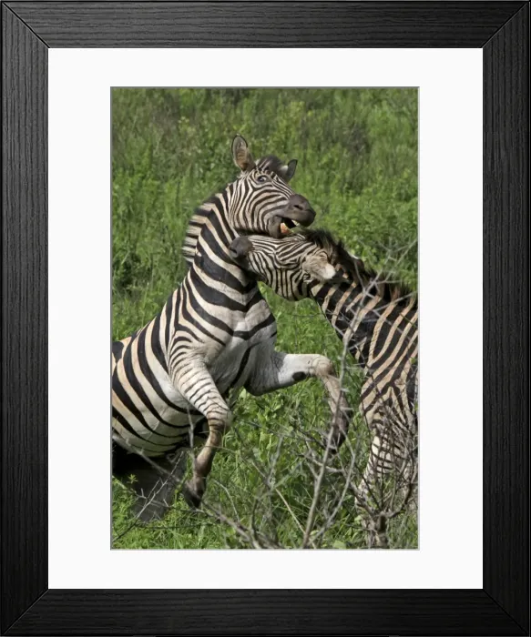 Framed Print : Burchells / Plains / Common Zebra - fighting Framed Print : Burchells / Plains / Common Zebra - fighting