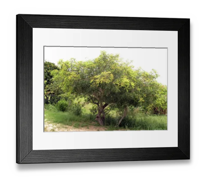 Framed Print : Marula Tree Framed Print : Marula Tree