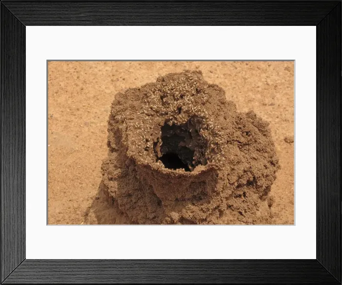 Framed Print : Termite Mound Framed Print : Termite Mound