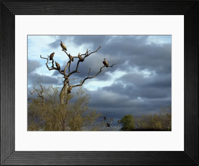 Framed Print : White-backed Vultures - in tree Framed Print : White-backed Vultures - in tree