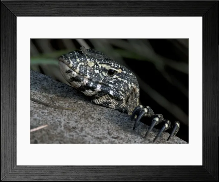 Framed Print : Nile Monitor / Water Leguaan / River Leguaan Framed Print : Nile Monitor / Water Leguaan / River Leguaan
