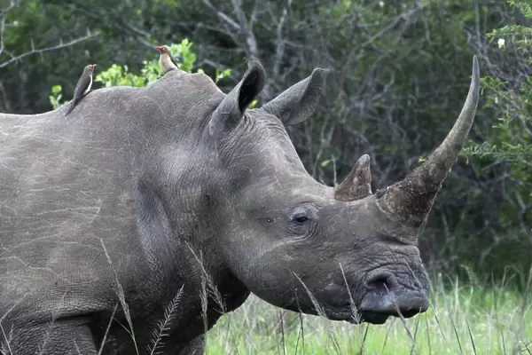 White Rhinoceros  /  Square-lipped Rhino