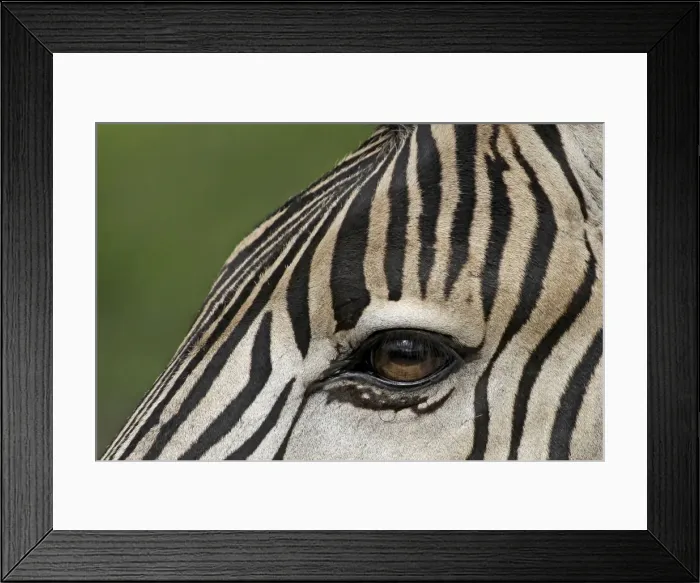 Framed Print : Burchells / Plains / Common Zebra Framed Print : Burchells / Plains / Common Zebra
