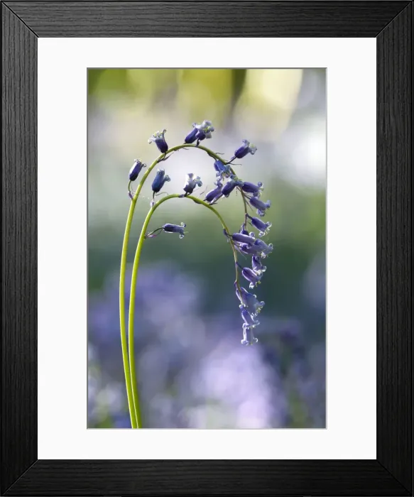 Framed Print : Common Bluebell - flowering plant - mass flowering Framed Print : Common Bluebell - flowering plant - mass flowering