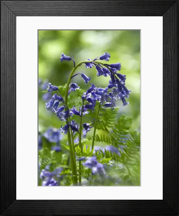 Framed Print : Common Bluebells flowering en mass - copse wood Framed Print : Common Bluebells flowering en mass - copse wood