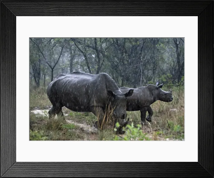 Framed Print : White Rhinoceros / Square-lipped Rhino - mother Framed Print : White Rhinoceros / Square-lipped Rhino - mother