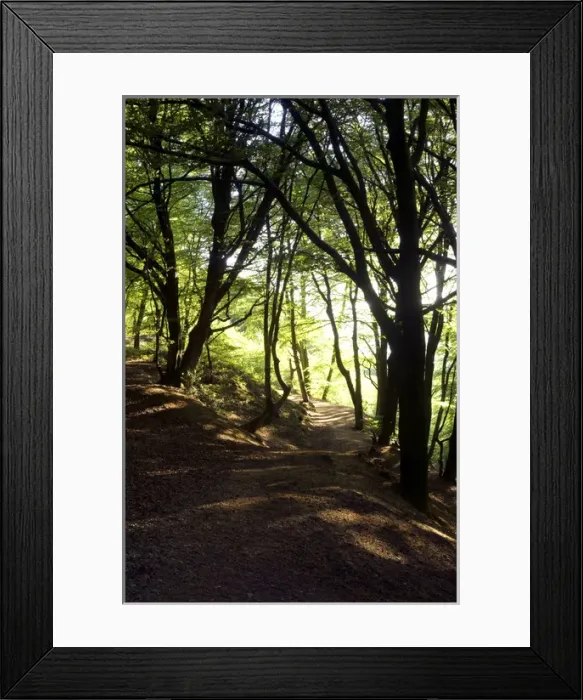 Framed Print : European Beech Trees and a public path on Blackdown Framed Print : European Beech Trees and a public path on Blackdown