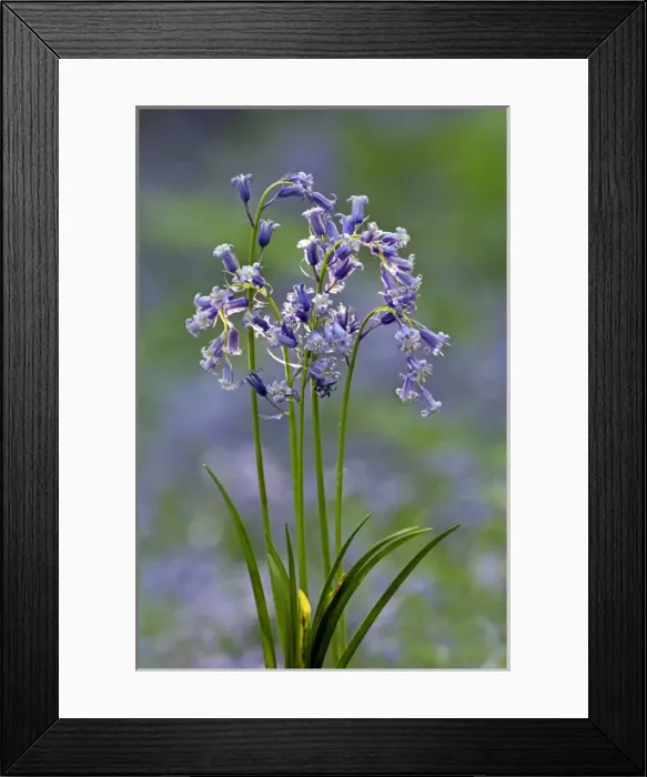 Framed Print : Common Bluebells flowering en mass - copse wood Framed Print : Common Bluebells flowering en mass - copse wood