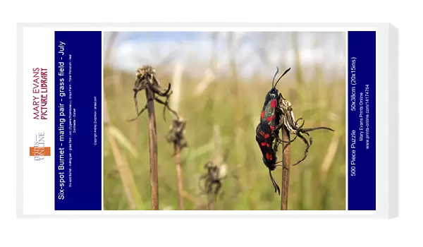 Six-spot Burnet - mating pair - grass field - July
