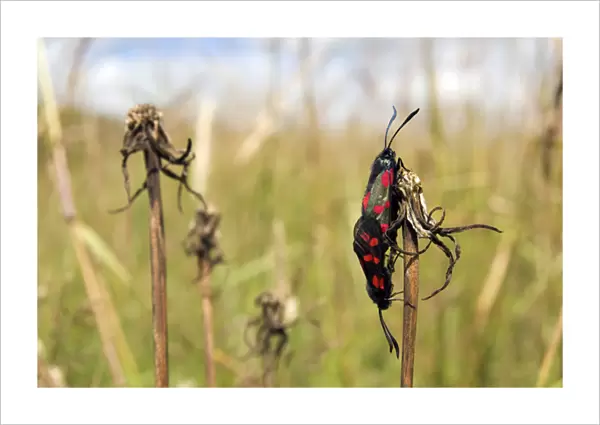 Six-spot Burnet - mating pair - grass field - July