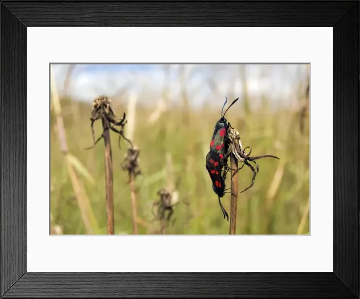 Framed Print : Six-spot Burnet - mating pair - grass field - July Framed Print : Six-spot Burnet - mating pair - grass field - July