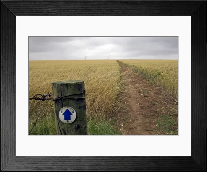 Framed Print : Public bridleway runs through oats field - July Framed Print : Public bridleway runs through oats field - July