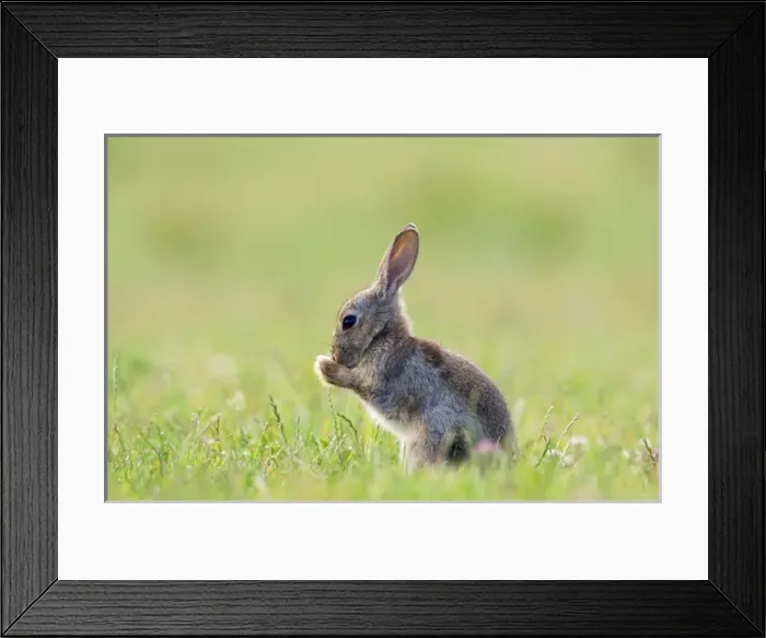 Framed Print : European Rabbit - young - groom himself during Framed Print : European Rabbit - young - groom himself during