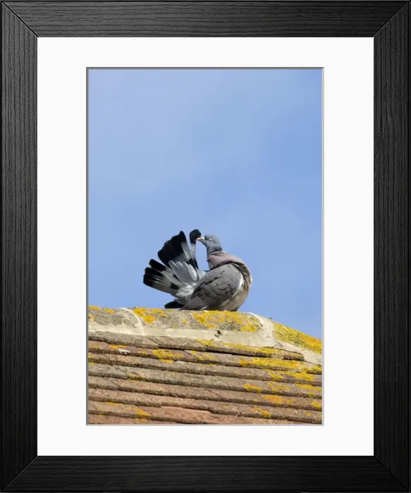 Framed Print : Common Wood Pigeon - adult - grooms on top of a Framed Print : Common Wood Pigeon - adult - grooms on top of a