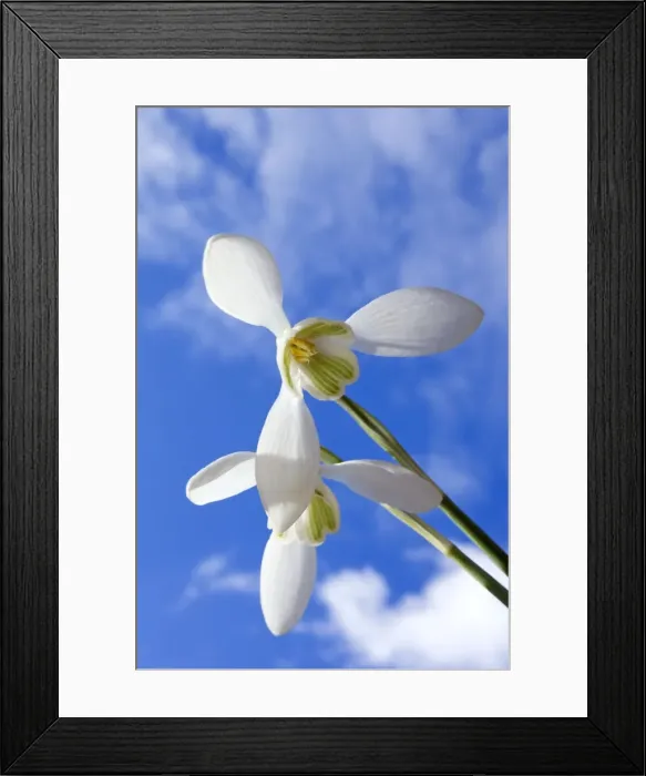 Framed Print : Common Snowdrop - flowering plants - spring - March Framed Print : Common Snowdrop - flowering plants - spring - March