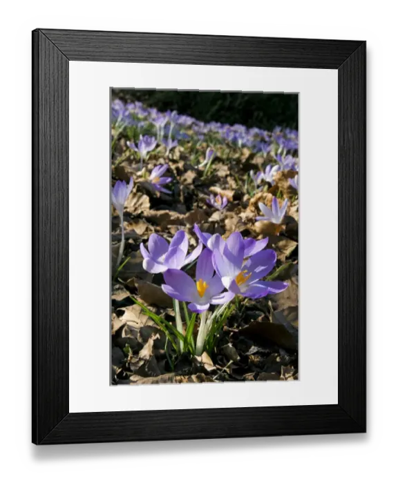 Framed Print : Woodland Crocus - mass flowering -ʳpring - March Framed Print : Woodland Crocus - mass flowering -ʳpring - March
