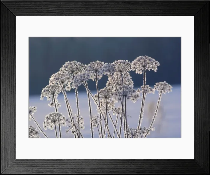 Framed Print : Frost - ice crystals formed on dry grasses - severe Framed Print : Frost - ice crystals formed on dry grasses - severe