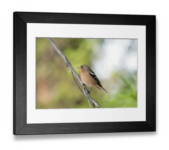 Framed Print : Common Chaffinch - adult male - territorial behaviour Framed Print : Common Chaffinch - adult male - territorial behaviour