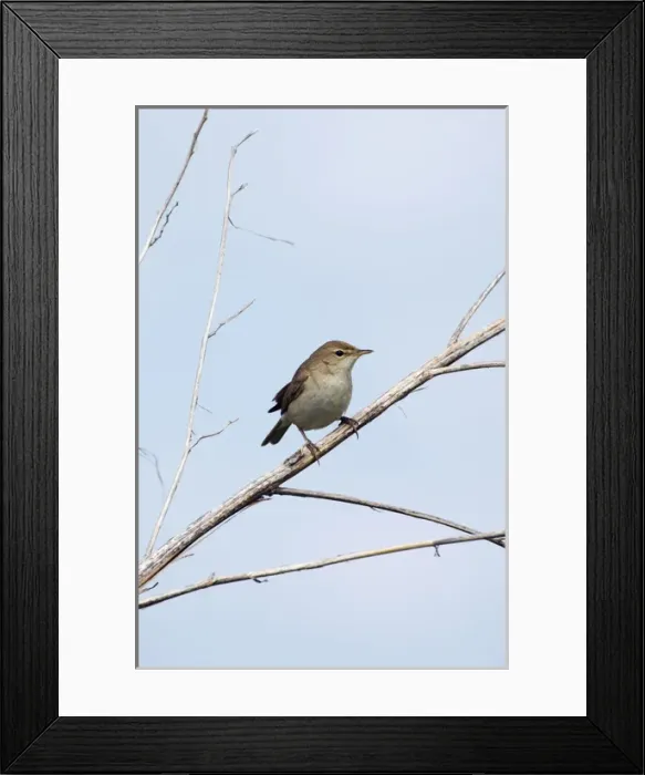 Framed Print : Common Chiffchaff - adult - alarmed sits on a dry Framed Print : Common Chiffchaff - adult - alarmed sits on a dry