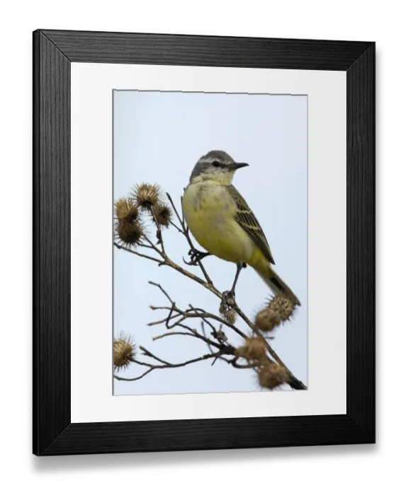 Framed Print : Yellow Wagtail - adult female - alarmed on a dry Framed Print : Yellow Wagtail - adult female - alarmed on a dry