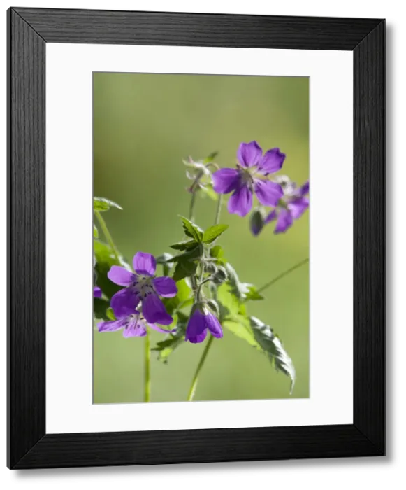 Framed Print : Woodland Geranium - Wood Cranesbill - flowering Framed Print : Woodland Geranium - Wood Cranesbill - flowering