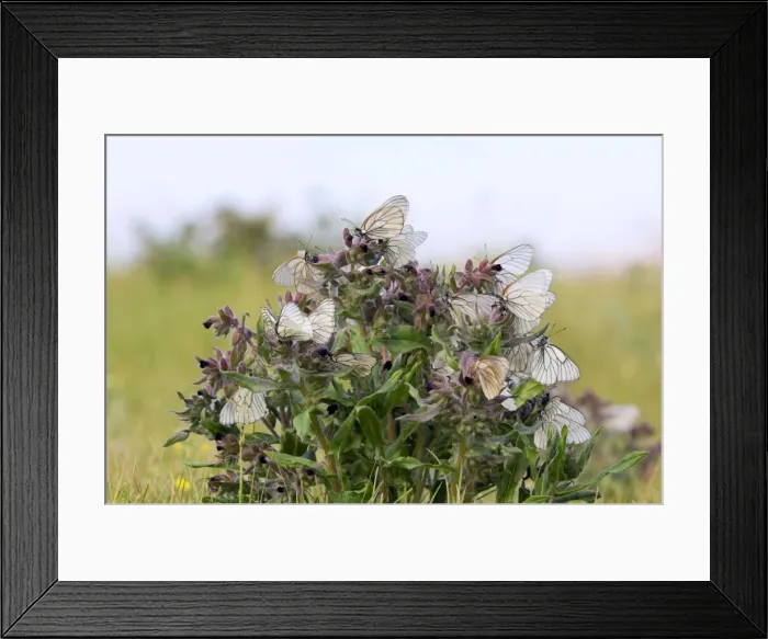 Framed Print : Black-veined White Butterflies - gathered on flowering Framed Print : Black-veined White Butterflies - gathered on flowering