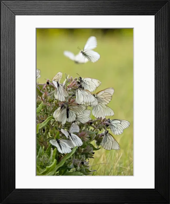 Framed Print : Black-veined White Butterflies - gathered on flowering Framed Print : Black-veined White Butterflies - gathered on flowering