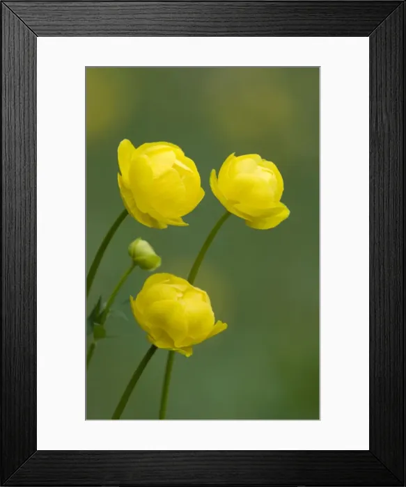 Framed Print : Wild Globe Flower Framed Print : Wild Globe Flower