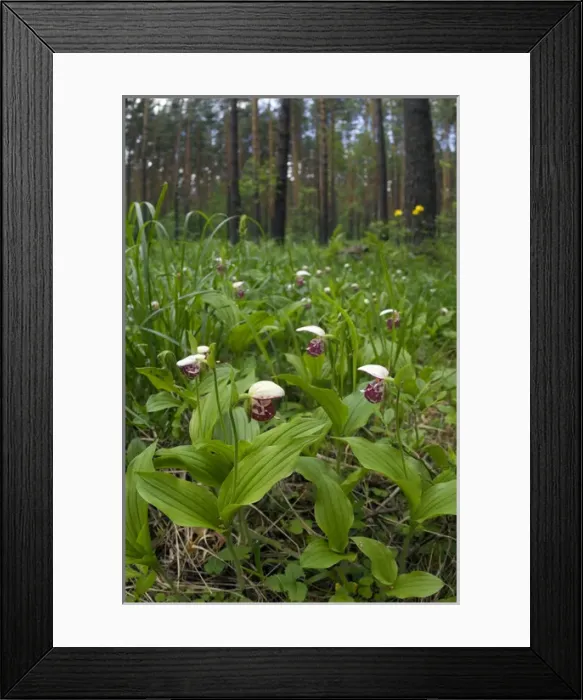 Framed Print : Spotted Ladys Slipper Orchid - flowering wild Framed Print : Spotted Ladys Slipper Orchid - flowering wild