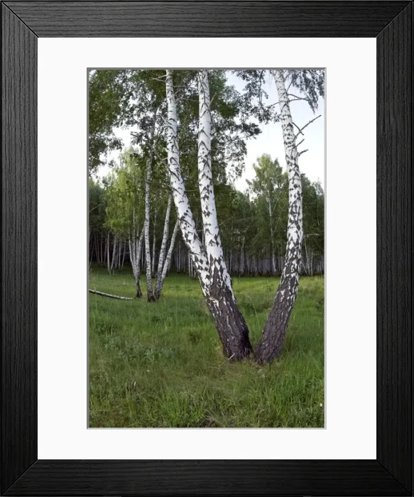 Framed Print : Birch Forest near river Sinara - trees trunks bear Framed Print : Birch Forest near river Sinara - trees trunks bear
